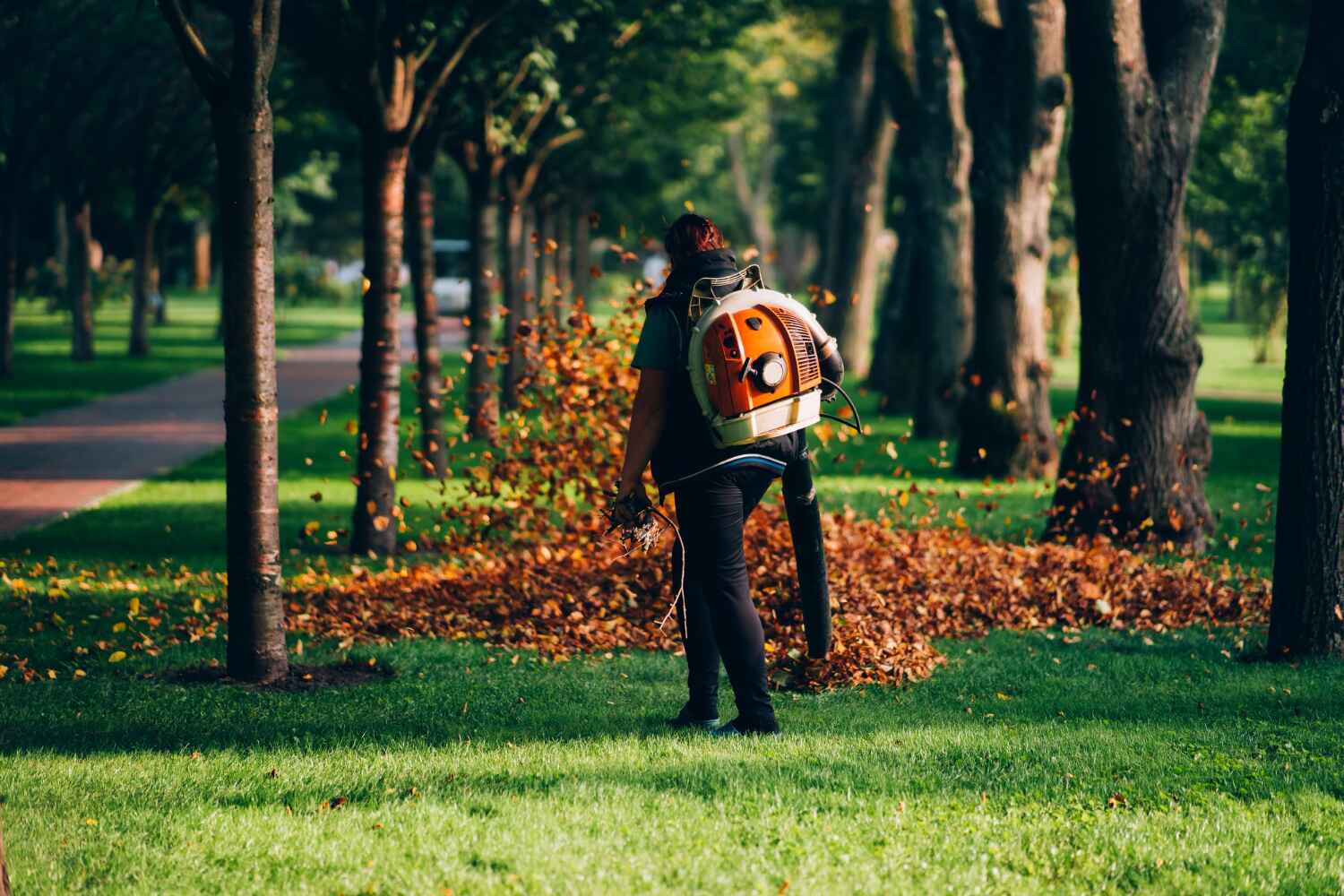 Best Tree Removal Cost  in Chaffee, MO